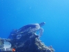 Green Turtle & Remora