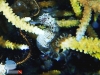 The Sea Horse on Branching Coral