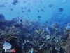 Healthy Reef