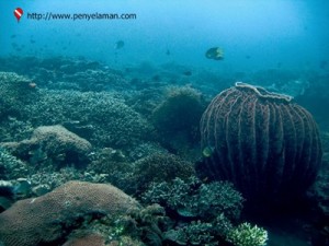 Terumbu karang di Taman Segara