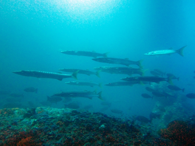Ikan barakuda