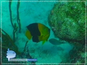 Caribbean Angelfish