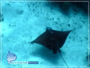 Spotted Eagle Ray
