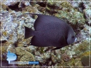 Gray Angelfish