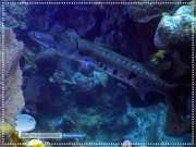 Barracuda
