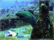 Green Moray Eel