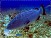 Black Grouper