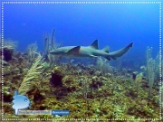 Nurse Shark