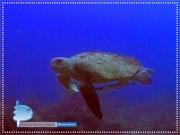 Loggerhead Turtle