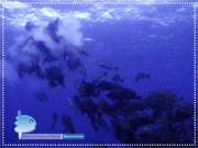 Spwaning Cubera Snapper