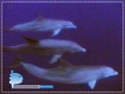 Bottlenose Dolphin