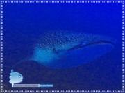 The Giant of The Sea