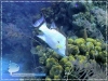 Caribbean Hogfish