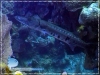 Barracuda