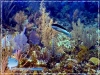 Grouper