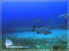 The Black Grouper on Amigos's Wreck