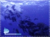 Spwaning Cubera Snapper