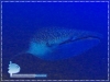The Giant of The Sea