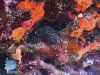 Calloplesiops altivelis