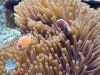 Clownfish on Sea Anemone