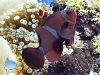 Clownfish