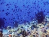 Blue Triggerfish