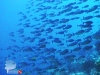 20011209_SPABUN065_Pisok_Incornfish_640