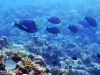 Parrot Fish