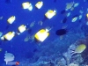 Pyramid Butterflyfish