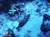 Squire-tail Coral Grouper
