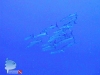 Barracudas
