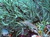 Long-nose Hawkfish