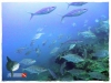 Fish Crowed
