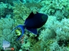Redtooth Triggerfish
