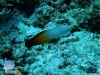 Dartfish
