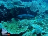 Whitetip Reef Shark