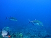 Bluefin Trevallies
