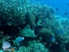 Spotted Sweetlips