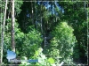 Mangrove Forest