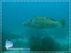 20071112_AMuljadi_0038_Lethrinus_olivaceus_600.jpg