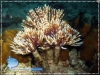 20071113_AMuljadi_0002_tubeworm_deer_600.jpg
