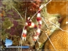 20071113_AMuljadi_0003_Cleaner_shrimp_600.jpg