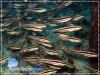 20071113_AMuljadi_0005_catfish_600.jpg