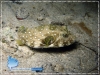 20071113_AMuljadi_0017_Arothron_600.jpg