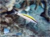 20071117_AMuljadi_0044_Parupeneus_barberinus_600.jpg