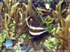 20071117_AMuljadi_0048_bannerfish_600.jpg