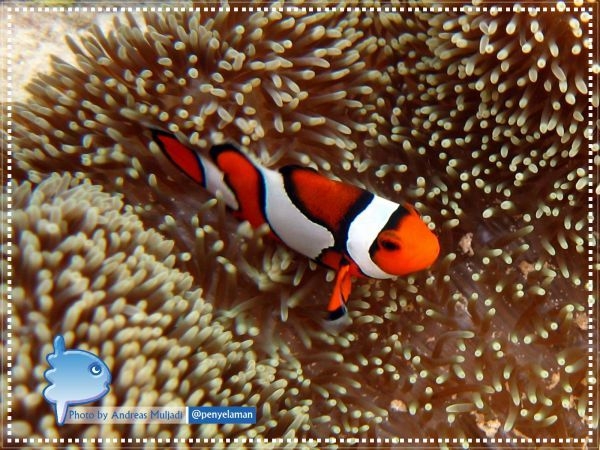 Ocellaris Clownfish