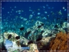 Sergeant Major Fish