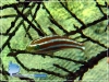 Cardinal Fish
