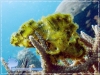 Yellow Leaf Scorpion Fish